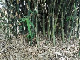 arbusto de bambu verde natureza fundo folhas de bambu secas caem debaixo da árvore foto