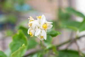 flores de limão branco, frescas e perfumadas na árvore de limão com bokeh de fundo foto