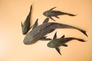 peixe-gato otário em fundo laranja. hypostomus plecostomus, também conhecido como o peixe-gato boca de otário ou o pleco comum, é um peixe tropical de água doce pertencente ao blindado. foto