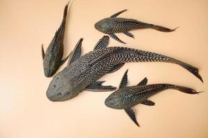 peixe-gato otário em fundo laranja. hypostomus plecostomus, também conhecido como o peixe-gato boca de otário ou o pleco comum, é um peixe tropical de água doce pertencente ao blindado. foto