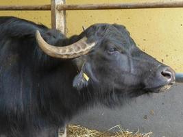 touro preto e branco foto