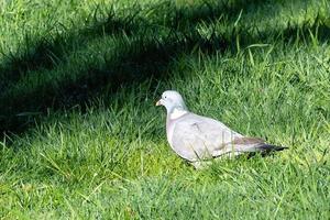 pombo na grama foto