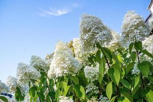 tiro de ângulo baixo de flor lilás desabrochando em um campo foto