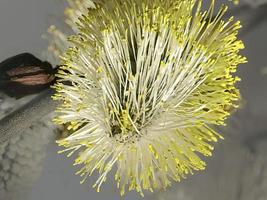 close-up de flor de amentilho de salgueiro na primavera foto