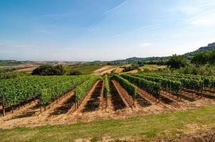 vinhedo na itália na primavera foto