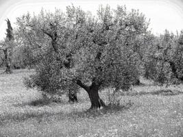 um tiro em tons de cinza de um campo com árvores sob um céu nublado foto