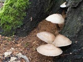 belos cogumelos no outono, venenosos foto