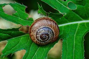 closeup de um caracol em uma folha verde foto