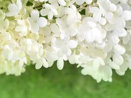 muitas pequenas flores de hortênsia branca foto