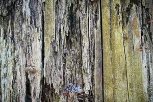 textura de madeira velha para fundo da web, pano de fundo de madeira podre, decrépito, podre foto