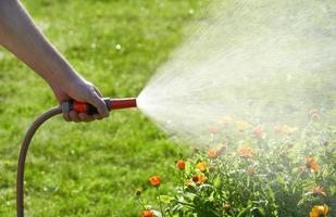 pessoa irreconhecível rega flores e plantas com mangueira no jardim de casa foto