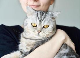 gato malhado bonito nos braços da mulher irreconhecível, amizade entre humanos e animais de estimação