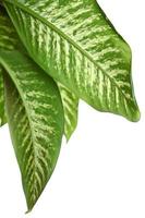 folhas verdes de dieffenbachia foto