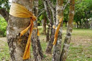 pano amarelo amarrado a uma grande árvore representa a conservação da natureza foto