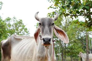 vaca na pecuária espanhola foto