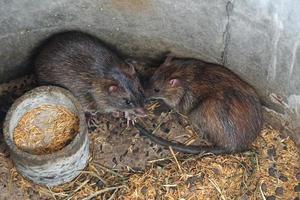 ratos na fazenda são emparelhados uns com os outros. foto