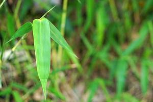 fundo de folhas de bambu verde bonito foto