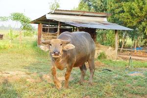 búfalo tailandês caminha para comer grama em um campo amplo. foto