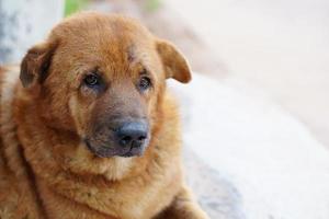 cachorro marrom dormindo na frente da casa foto