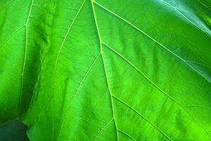 fundo de folha verde com um belo padrão de borda de folha foto