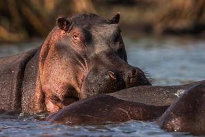 hipopótamos (hippopotamus amphibius) nadando na água, áfrica. fechar-se