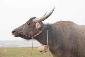 agricultura tailandesa de búfalos no campo foto