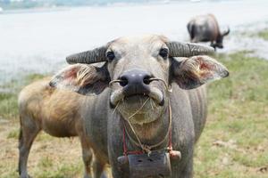 búfalo tailandês caminha para comer grama em um campo amplo. foto