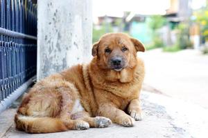 cachorro marrom dormindo na frente da casa foto