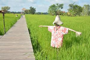espantalho no campo de arroz verde foto