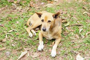 cachorro deitado na grama verde foto