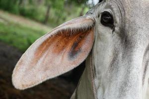 orelhas de vaca branca foto