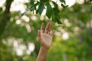 mão feminina tocando folha da natureza com luz solar. fundo de floresta de manguezais de ambiente verde. conceito de ambiente de aquecimento global. foto