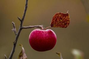 maçã no outono