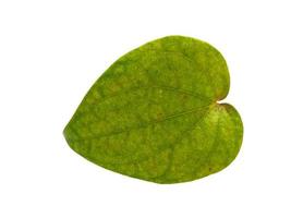 folha de betel isolada no fundo branco foto