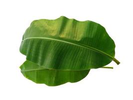 musaceae ou folha de bananeira em fundo branco foto