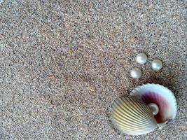 concha com uma pérola na areia da praia foto