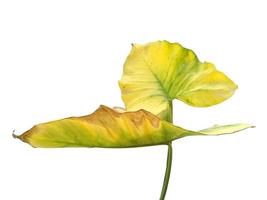 folhas de eddoe ou folha de taro selvagem em fundo branco foto