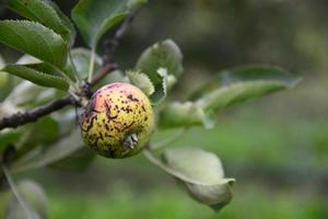 fruta maçã foto