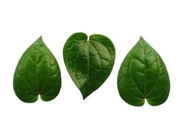 fundo de folha verde. folhas verdes em forma de coração. folha de betel verde isolada no fundo branco foto