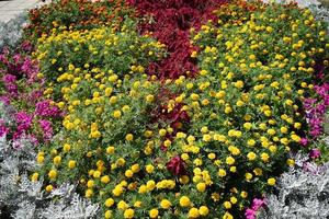 um grande canteiro com flores coloridas foto