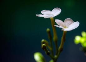 flores brancas, pequenas e frágeis, jasmim crepe gerdenia foto