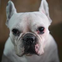 cara de cachorro, buldogue francês, cachorro branco, rosto enrugado, foco de rosto de close-up. foto