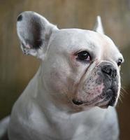 cara de cachorro, buldogue francês, cachorro branco, rosto enrugado, foco de rosto de close-up. foto