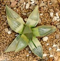 cactos, plantas do deserto, plantas ornamentais, plantas em vasos, plantas tolerantes à seca. foto