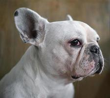 cara de cachorro, buldogue francês, cachorro branco, rosto enrugado, foco de rosto de close-up. foto