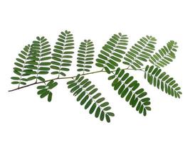 folha verde sobre fundo branco. planta com folhas verdes foto