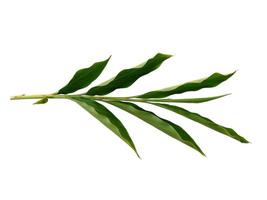 folhas verdes ou árvore isolada no fundo branco foto