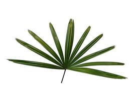 folhas frescas de palmeira de bambu ou rapis excelsa em fundo branco foto