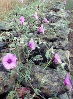 flores cor de rosa em uma parede de pedra foto