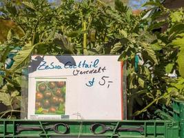 muenster, alemanha, 2022 - planta de tomate no mercado foto